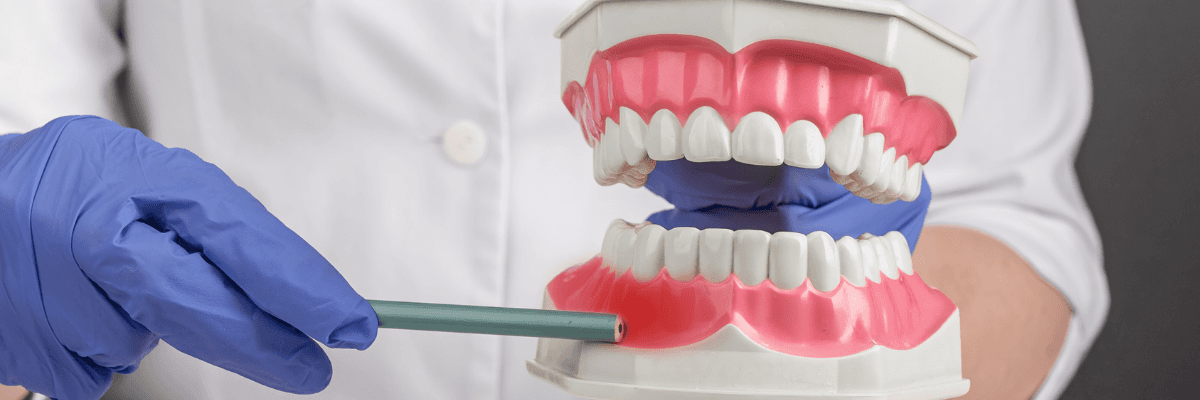 Dentist holding tooth model in Neutral Bay, NSW